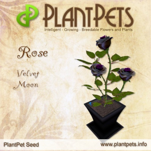 PlantPet Seed [Rose *Velvet Moon*]