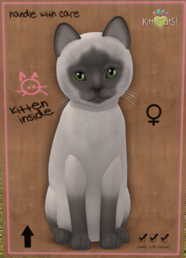 KittyCatS Box - New Born Kitten