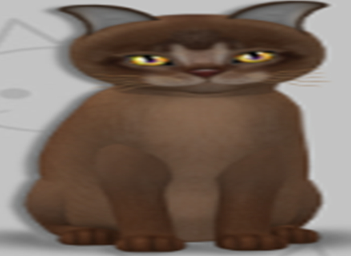 KittyCatS Box - Mere's Tail's Abyssinian Ruddy