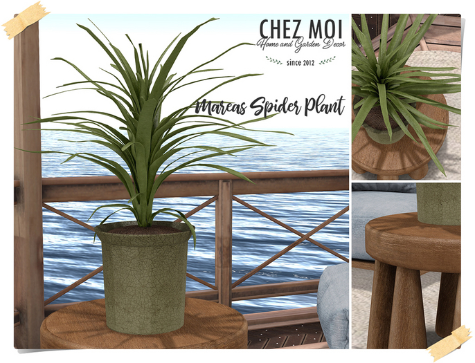 CHEZ MOI ♥ Mareas Spider Plant Set