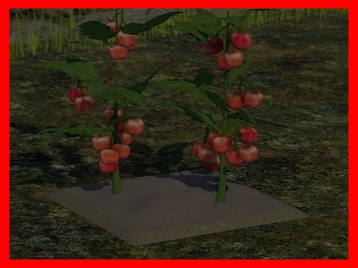 Tomato - [MyStory]