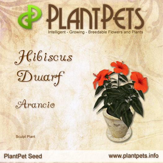 PlantPet Seed [Hibiscus Dwarf *Arancio*]