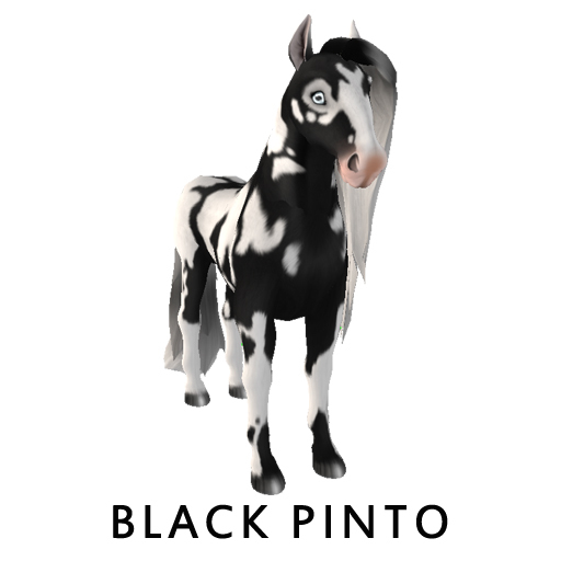 Amaretto Breedable Bundle Black Pinto 2