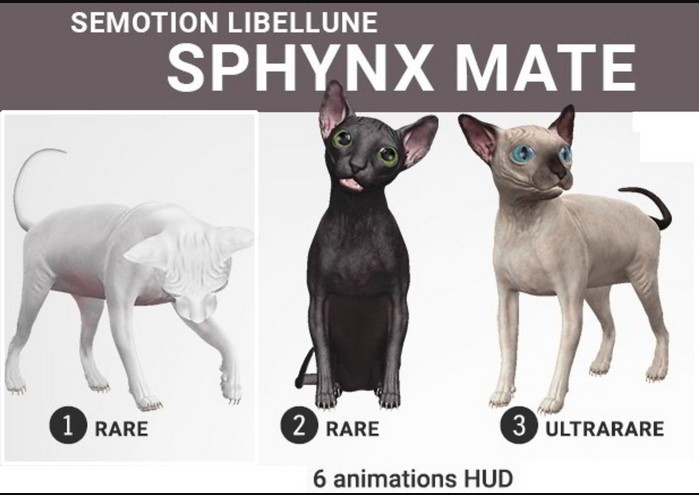 SEmotion Libellune Sphynx Mate Animesh #1 RARE