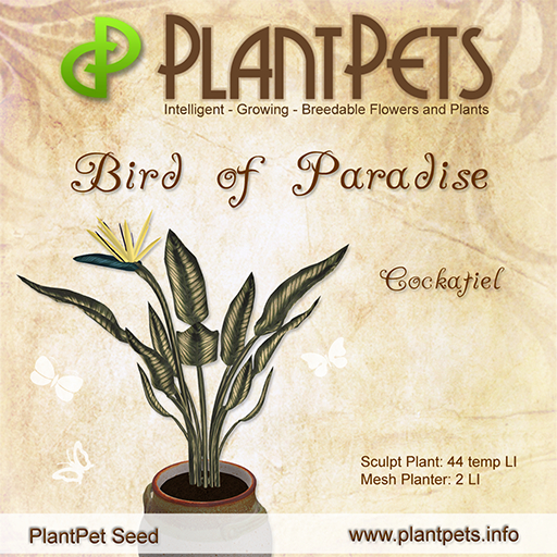 SUMMER SALE - PlantPet Seed [Bird of Paradise *Cockatiel*] - COMMON - - free breeding - no extra costs