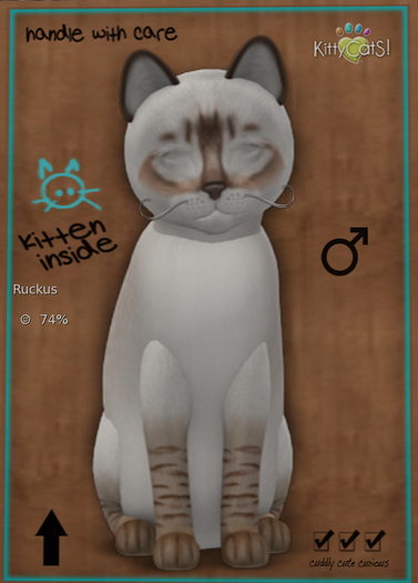 KittyCatS Box - New Born Kitten