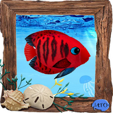 (7S) Rare Fish: Mama Flame Angel Red
