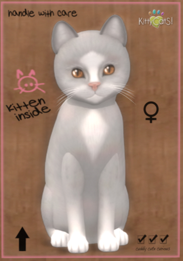 KittyCatS Box - New Born Kitten