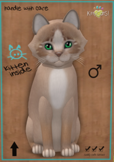 KittyCatS Box - New Born Kitten