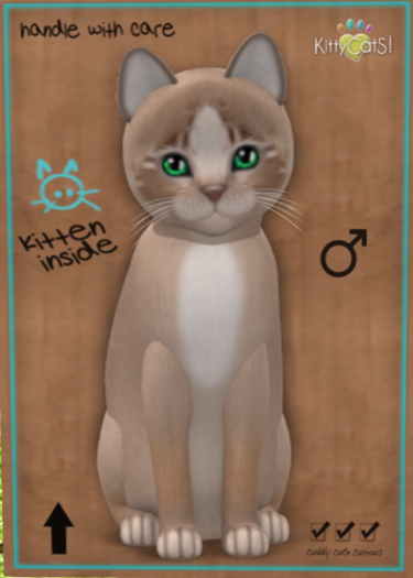 KittyCatS Box - New Born Kitten