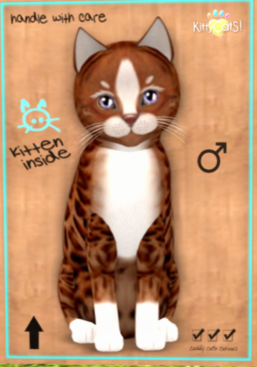 KittyCatS Box - New Born Kitten