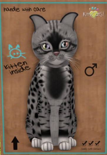 KittyCatS Box - New Born Kitten