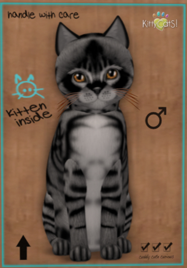 KittyCatS Box - New Born Kitten