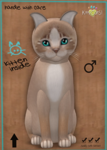 KittyCatS Box - New Born Kitten