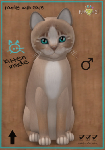 KittyCatS Box - New Born Kitten