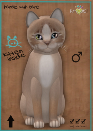 KittyCatS Box - New Born Kitten