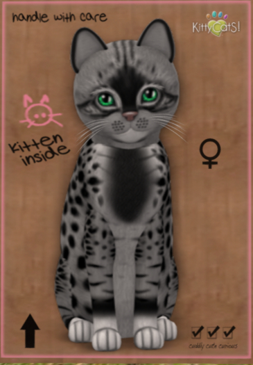 KittyCatS Box - New Born Kitten