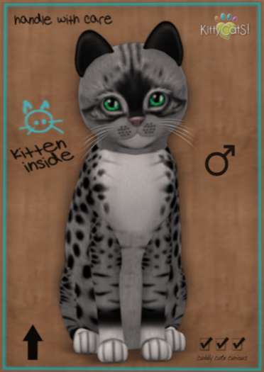 KittyCatS Box - New Born Kitten