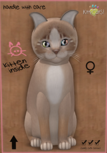 KittyCatS Box - New Born Kitten