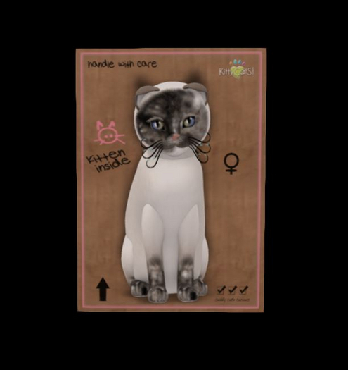 KittyCatS Box - Siamese - Blue Tortie - Turquoise Tipped