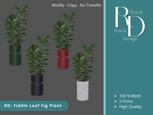 RD: Fiddle Leaf Fig Plant