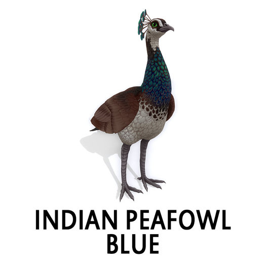 Amaretto  Indian Peafowl - Blue