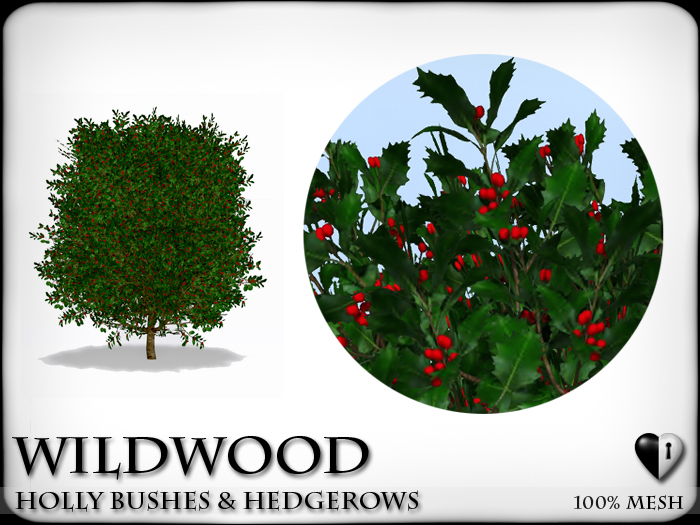 Wild Holly - Bushes & Hedgerows - Red Berries
