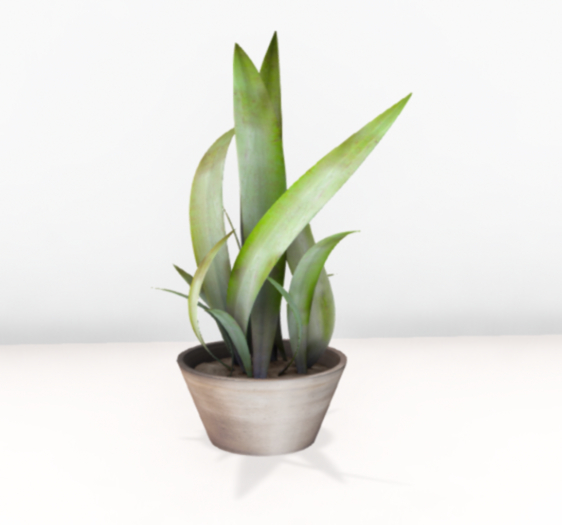 *ionic* Aloe