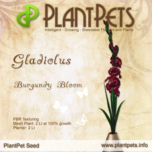 PlantPet Seed [Gladiolus *Burgundy Bloom*] RARE