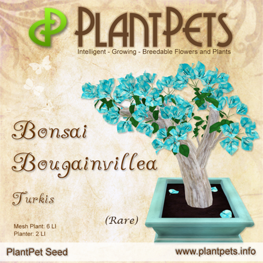 PlantPet Seed [Bonsai Bougainvillea *Turkis*] (Rare)