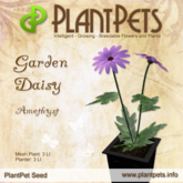 PlantPet Seed [Garden Daisy *Amethyst*] RARE - JUNE SALE
