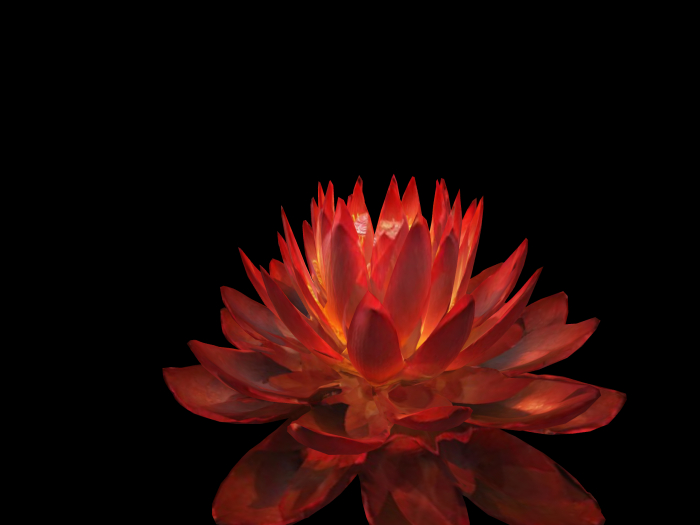 HB: Luminous Red Lotus FULL PERM