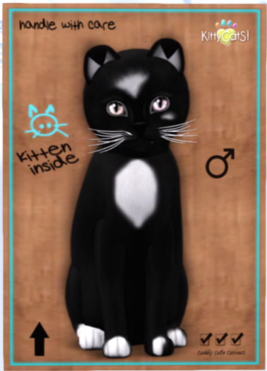 KittyCatS Box - Genesis - Domino
