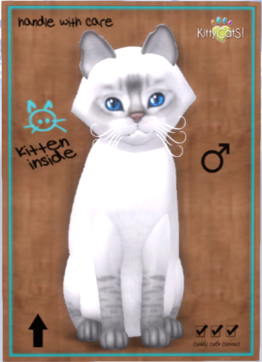 KittyCatS Box - Balinese - Lilac Lynx