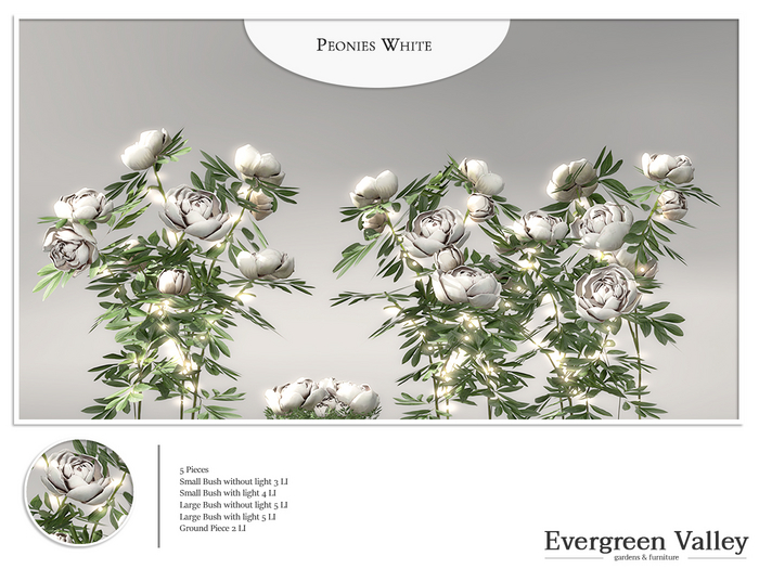 Peonies White