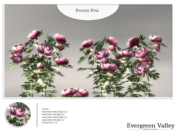 Peonies Pink