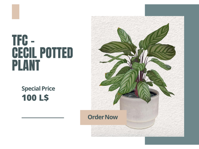 TFC - Cecil Potted Plant  