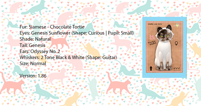 KittyCatS Box - Siamese - Chocolate Tortie