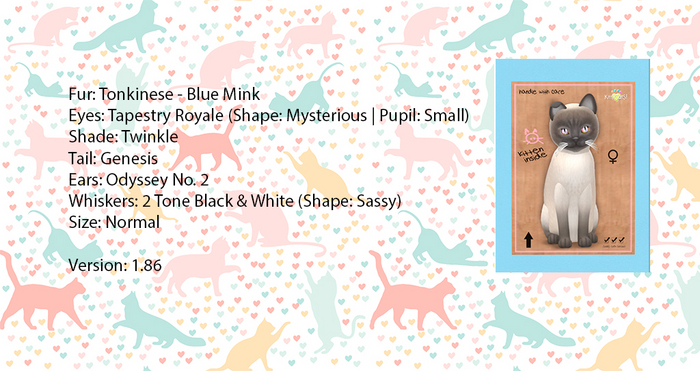 KittyCatS Box - Tonkinese - Blue Mink