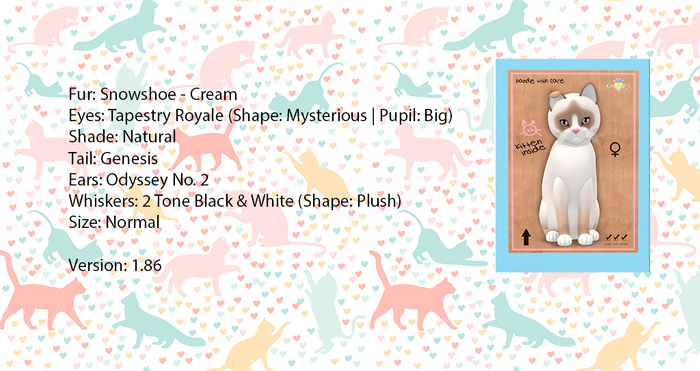 KittyCatS Box - Snowshoe - Cream