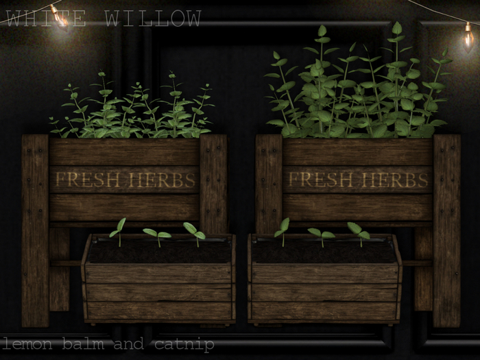 White Willow.  Lemon Balm & Catnip Planters  