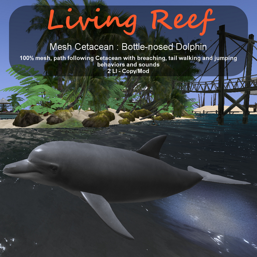 Inochi Reef - Bottle-nosed Dolphin
