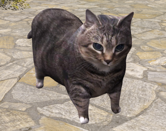 oii aii cat