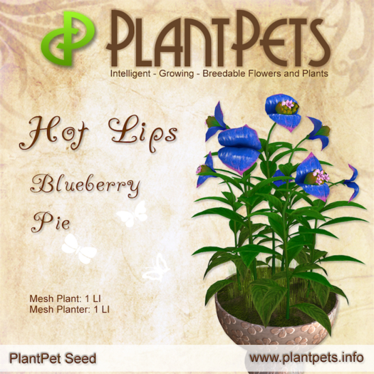 Plantpets Hot Lips *Blueberry Pie* Texture