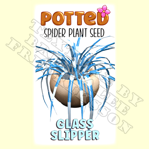Potted: Spider Plant Seed: Glass Slipper (ACTUAL PLANT SEED) - Retired!