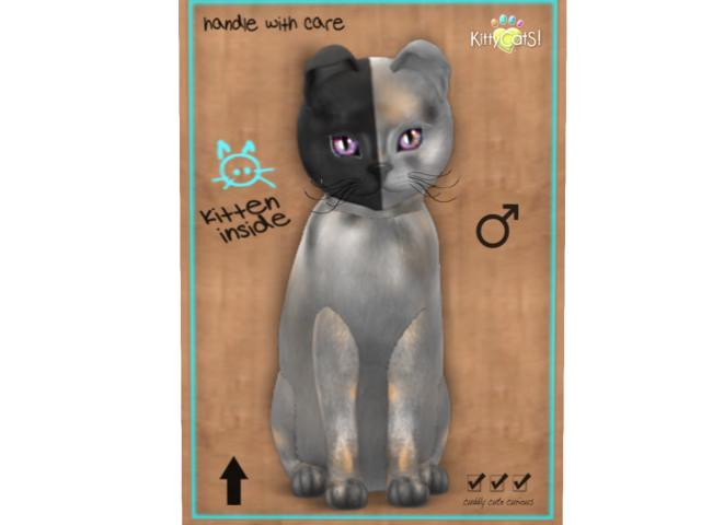 KittyCatS Box - 9T - M - Chimera - Washed Tortie