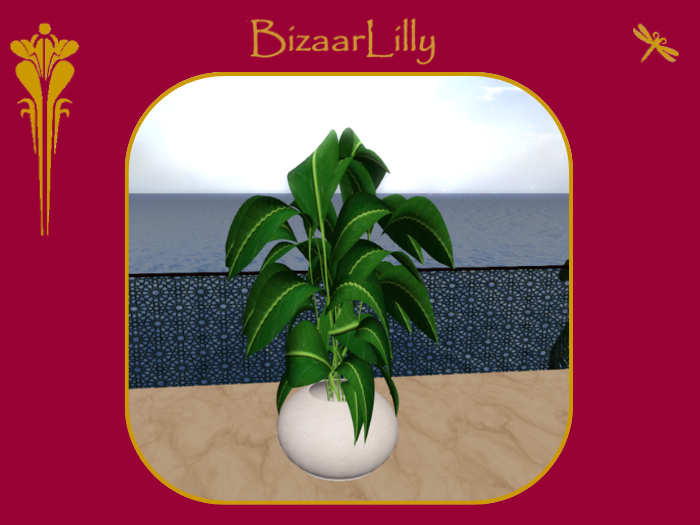 Lush Potted Rubber Plant ~ White Initiate