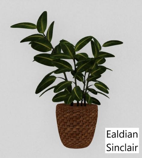 Potted Tree in Wicker Container