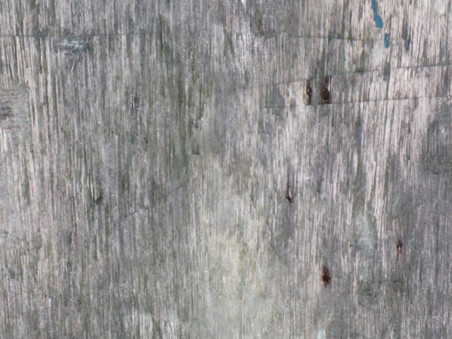 wood texture 11