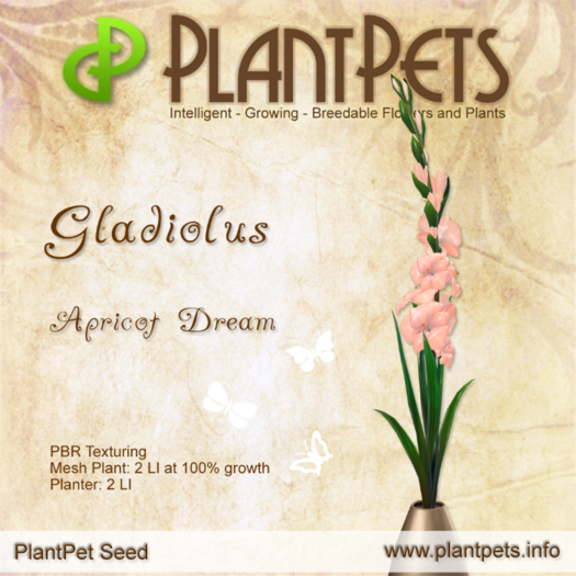 PlantPet Seed [Gladiolus *Apricot Dream*] RARE ELITE - JUNE SALE